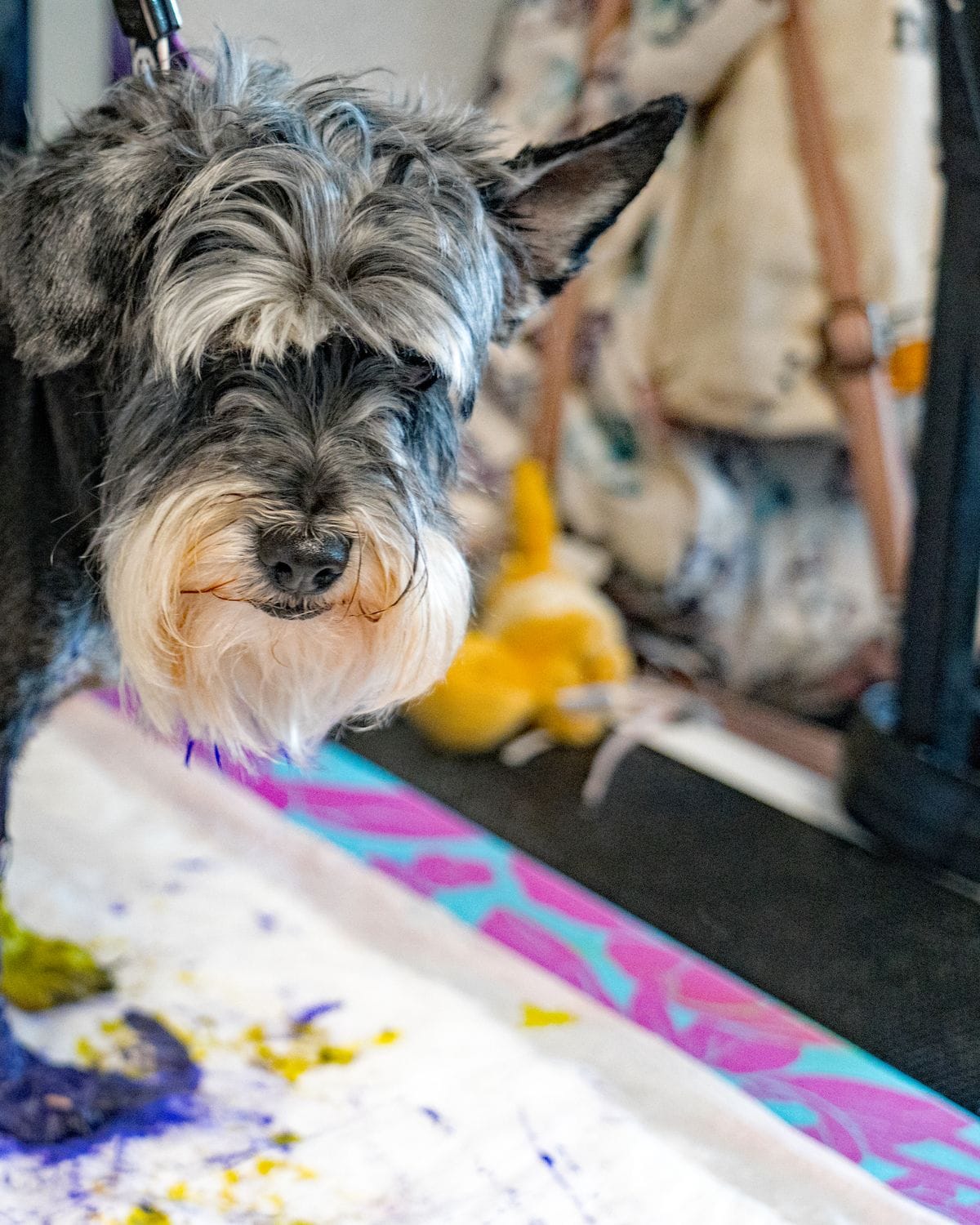 A freshly groomed schnauzer at Pure Joy Pet Salon